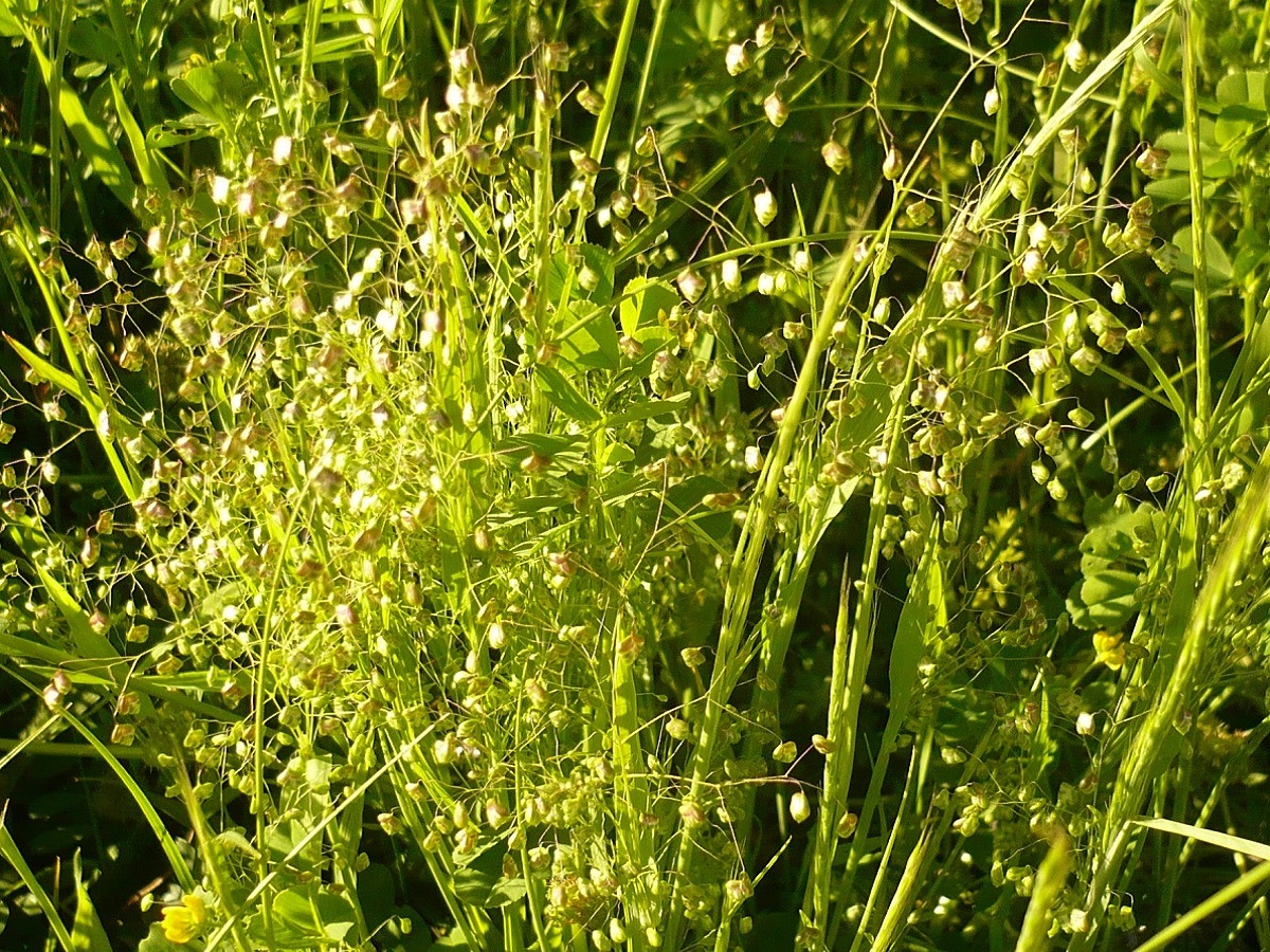 Briza minor (Poaceae)